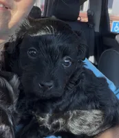 Rolo toy Doodle, a male Miniature Aussiedoodle for sale in Fair Grove, MO – 2 of 9