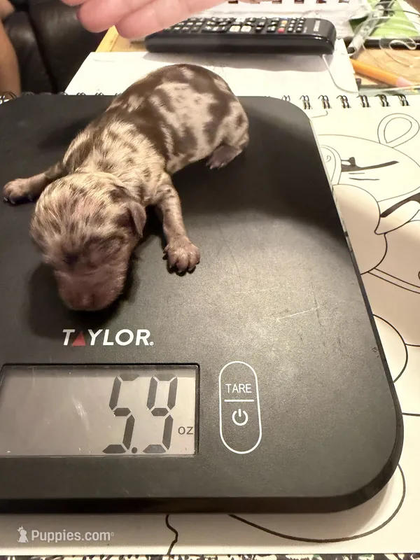 REECES – Miniature Aussiedoodle puppy for sale in Fair Grove, MO