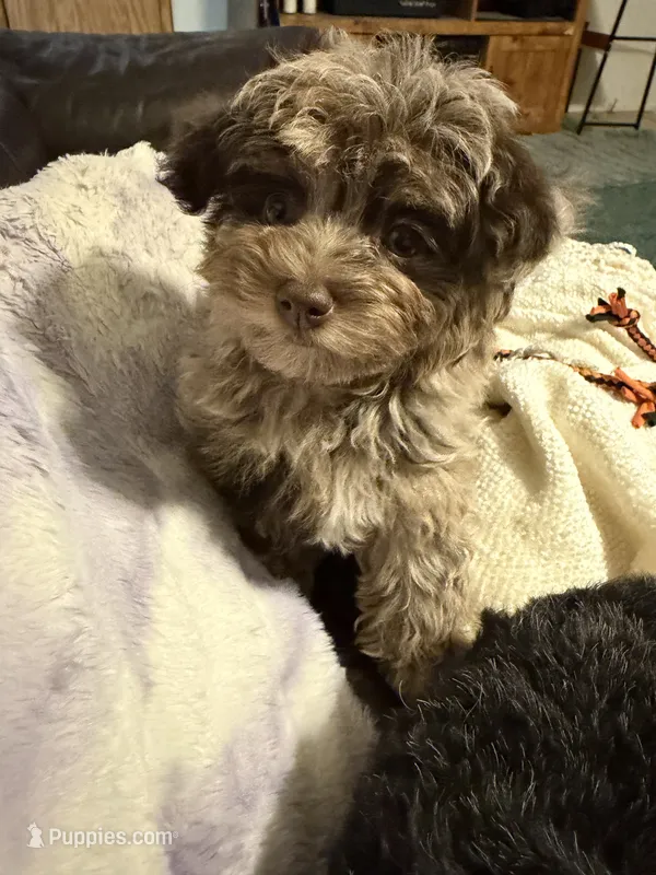 Tiny Tot (toy size Aussiedoodle) – Aussiedoodle puppy for sale in Fair Grove, MO