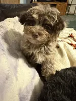Tiny Tot, a male Aussiedoodle for sale in Fair Grove, MO – 5 of 5