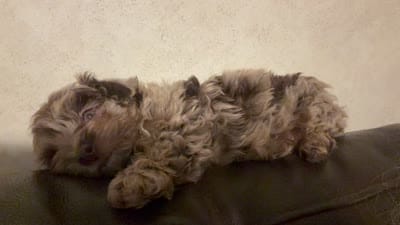 REECES (Toy size), a male Miniature Aussiedoodle for sale in Fair Grove, MO – 7 of 8