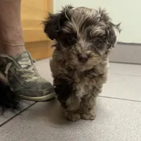 Tiny Tot, a male Aussiedoodle for sale in Fair Grove, MO – 4 of 5