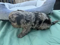 REECES toy Doodle, a male Miniature Aussiedoodle for sale in Fair Grove, MO – 5 of 7