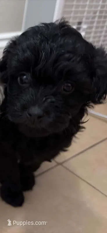 Rolo toy Doodle – Miniature Aussiedoodle puppy for sale in Fair Grove, MO