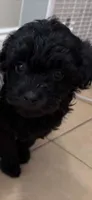 Rolo toy Doodle, a male Miniature Aussiedoodle for sale in Fair Grove, MO – 1 of 9