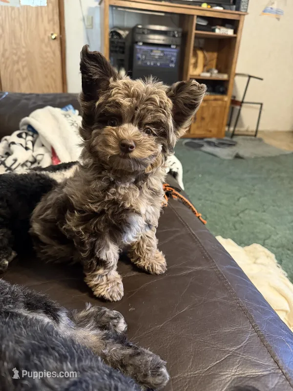 Tiny Tot (toy size Aussiedoodle) – Aussiedoodle puppy for sale in Fair Grove, MO