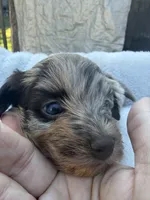 REECES toy Doodle, a male Miniature Aussiedoodle for sale in Fair Grove, MO – 3 of 7