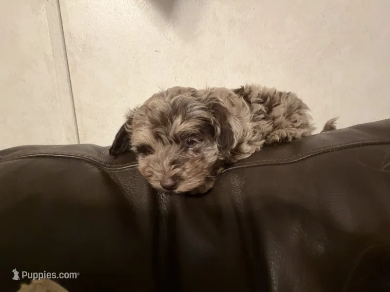 REECES toy Doodle – Miniature Aussiedoodle puppy for sale in Fair Grove, MO