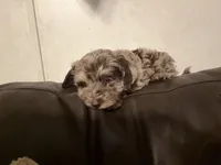 REECES (Toy size), a male Miniature Aussiedoodle for sale in Fair Grove, MO – 3 of 8