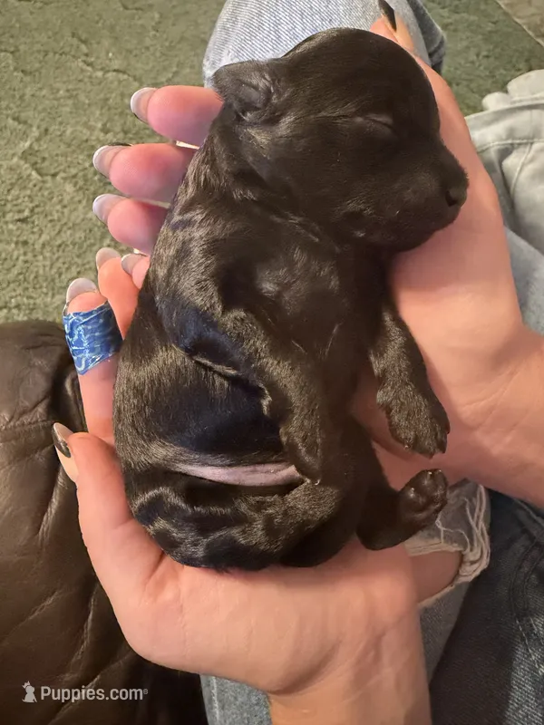 Rolo – Miniature Aussiedoodle puppy for sale in Fair Grove, MO