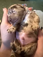 REECES, a male Miniature Aussiedoodle for sale in Fair Grove, MO – 2 of 2