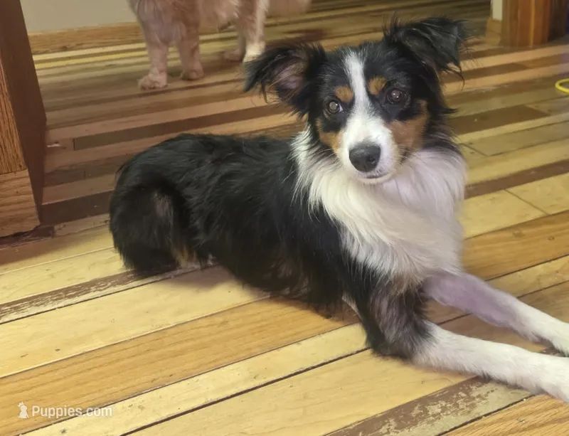 Moxie  – Miniature Australian Shepherd puppy for sale in Fair Grove, MO