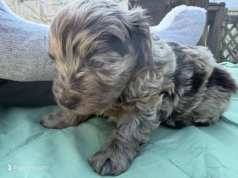 REECES – Miniature Aussiedoodle puppy for sale in Fair Grove, MO