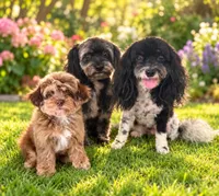 Tiny Tot, a male Aussiedoodle for sale in Fair Grove, MO – 2 of 5