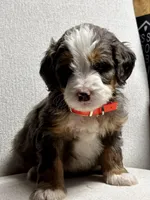 Everest , a male Miniature Bernedoodle for sale in Apple Creek, OH – Photo 1 of 10