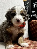 Everest , a male Miniature Bernedoodle for sale in Apple Creek, OH – Photo 3 of 10