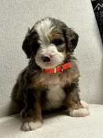 Everest , a male Miniature Bernedoodle for sale in Apple Creek, OH – Photo 8 of 10