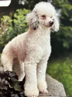 Everest , a male Miniature Bernedoodle for sale in Apple Creek, OH – Photo 9 of 10