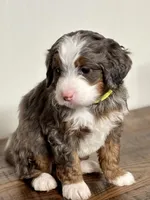 Willow, a female Miniature Bernedoodle for sale in Apple Creek, OH – Photo 1 of 10