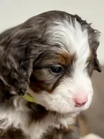 Willow, a female Miniature Bernedoodle for sale in Apple Creek, OH – Photo 3 of 10