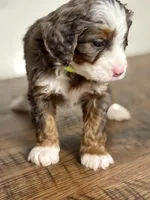 Willow, a female Miniature Bernedoodle for sale in Apple Creek, OH – Photo 7 of 10