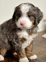Willow, a female Miniature Bernedoodle for sale in Apple Creek, OH – Photo 4 of 10