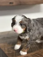 Willow, a female Miniature Bernedoodle for sale in Apple Creek, OH – Photo 5 of 10