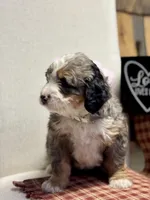Callie, a female Miniature Bernedoodle for sale in Apple Creek, OH – Photo 2 of 10