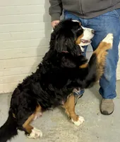 Callie, a female Miniature Bernedoodle for sale in Apple Creek, OH – Photo 10 of 10