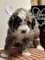 Callie, a female Miniature Bernedoodle for sale in Apple Creek, OH – Photo 1 of 10