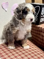 Callie, a female Miniature Bernedoodle for sale in Apple Creek, OH – Photo 8 of 10