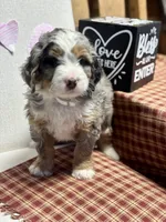Callie, a female Miniature Bernedoodle for sale in Apple Creek, OH – Photo 7 of 10