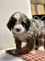 Callie, a female Miniature Bernedoodle for sale in Apple Creek, OH – Photo 6 of 10