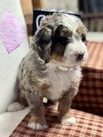 Callie, a female Miniature Bernedoodle for sale in Apple Creek, OH – Photo 3 of 10