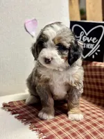 Callie, a female Miniature Bernedoodle for sale in Apple Creek, OH – Photo 5 of 10