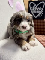 Bailey , a female Miniature Bernedoodle for sale in Apple Creek, OH – Photo 6 of 8