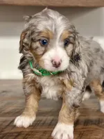 Bailey , a female Miniature Bernedoodle for sale in Apple Creek, OH – Photo 2 of 8