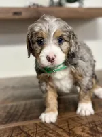 Bailey , a female Miniature Bernedoodle for sale in Apple Creek, OH – Photo 4 of 8
