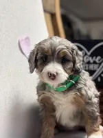 Bailey , a female Miniature Bernedoodle for sale in Apple Creek, OH – Photo 3 of 8