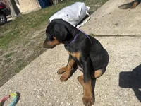 Violet (Female), a female Doberman Pinscher for sale in Houston, TX – Photo 2 of 3