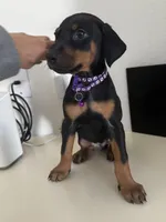 Violet (Female), a female Doberman Pinscher for sale in Houston, TX – Photo 1 of 3