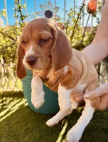 Orange, a female Beagle for sale in Yuma, AZ – Photo 1 of 5