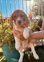 Orange, a female Beagle for sale in Yuma, AZ – Photo 2 of 5