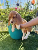 Orange, a female Beagle for sale in Yuma, AZ – Photo 5 of 5