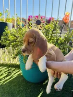 Orange, a female Beagle for sale in Yuma, AZ – Photo 3 of 5