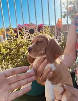 Orange, a female Beagle for sale in Yuma, AZ – Photo 4 of 5