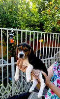 Woodstock Beagle, a male Beagle for sale in Yuma, AZ – Photo 4 of 6
