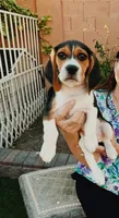 Woodstock Beagle, a male Beagle for sale in Yuma, AZ – Photo 2 of 6