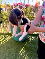 Woodstock Beagle, a male Beagle for sale in Yuma, AZ – Photo 6 of 6