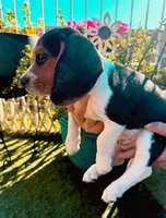 Woodstock Beagle, a male Beagle for sale in Yuma, AZ – Photo 5 of 6